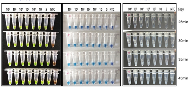 African Swine Fever LAMP-HNB Detection Kit(Lyophilized)