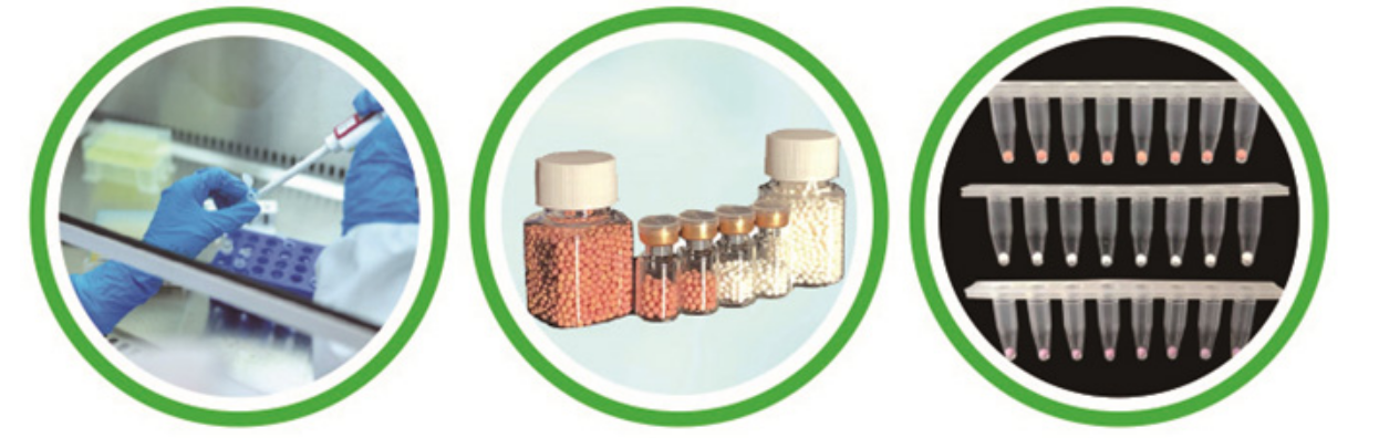 Bst 4.0 LAMP Lyophilized Bead and Mix