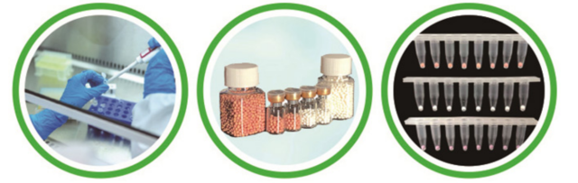 Bst 4.0 LAMP Lyophilized Bead and Mix