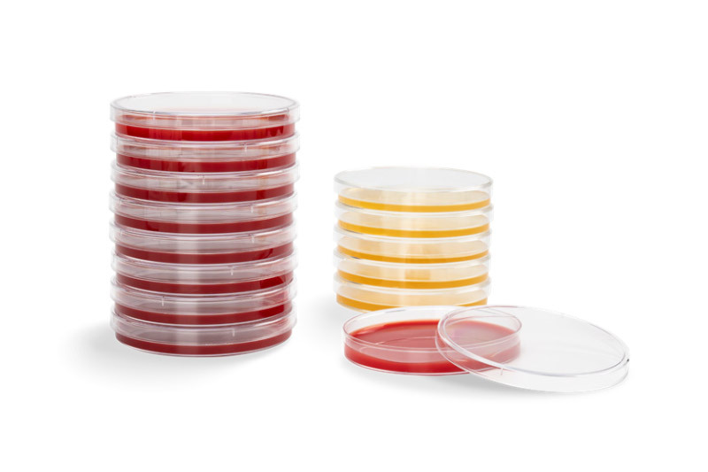 Nutrient agar plate