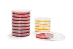 Nutrient agar plate