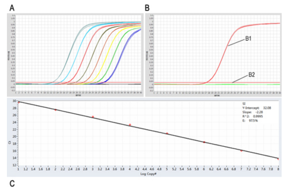 Lyophilized Fast DNA TaqMan PCR Reagent (UNG)