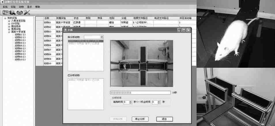 Elevated high plus maze analysis system