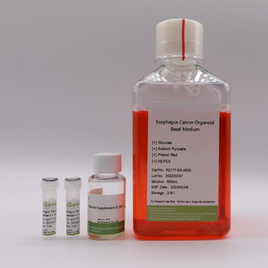 Mouse Liver Ductal Organoid Kit (Differentiation)