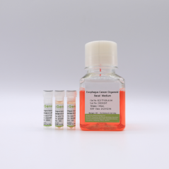 Human Liver Ductal Organoid Kit (Differentiation)
