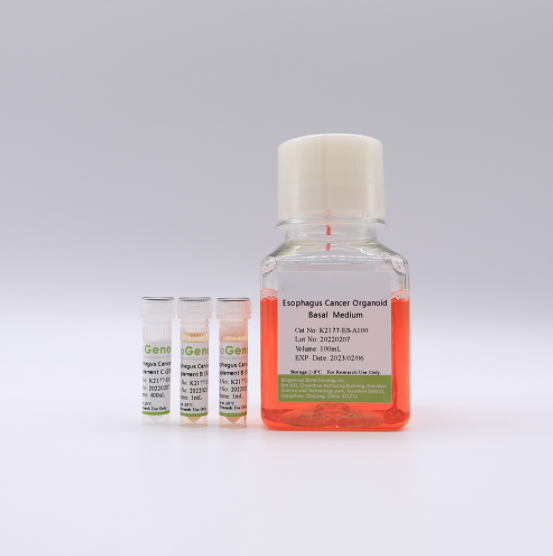 Human Liver Ductal Organoid Kit (Differentiation)