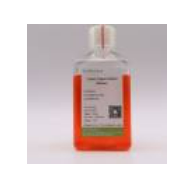 Mouse Liver Ductal Organoid Kit (Differentiation)