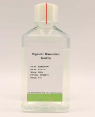 Human Liver Ductal Organoid Kit (Differentiation)