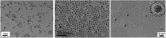 Cell sorting magnetic beads