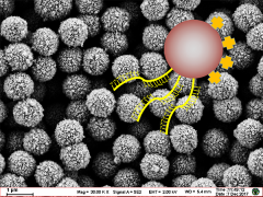 Molecular diagnostic functional magnetic beads