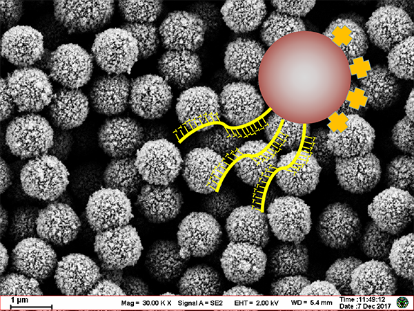 Molecular diagnostic functional magnetic beads
