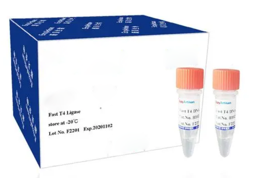 Taq DNA Polymerase