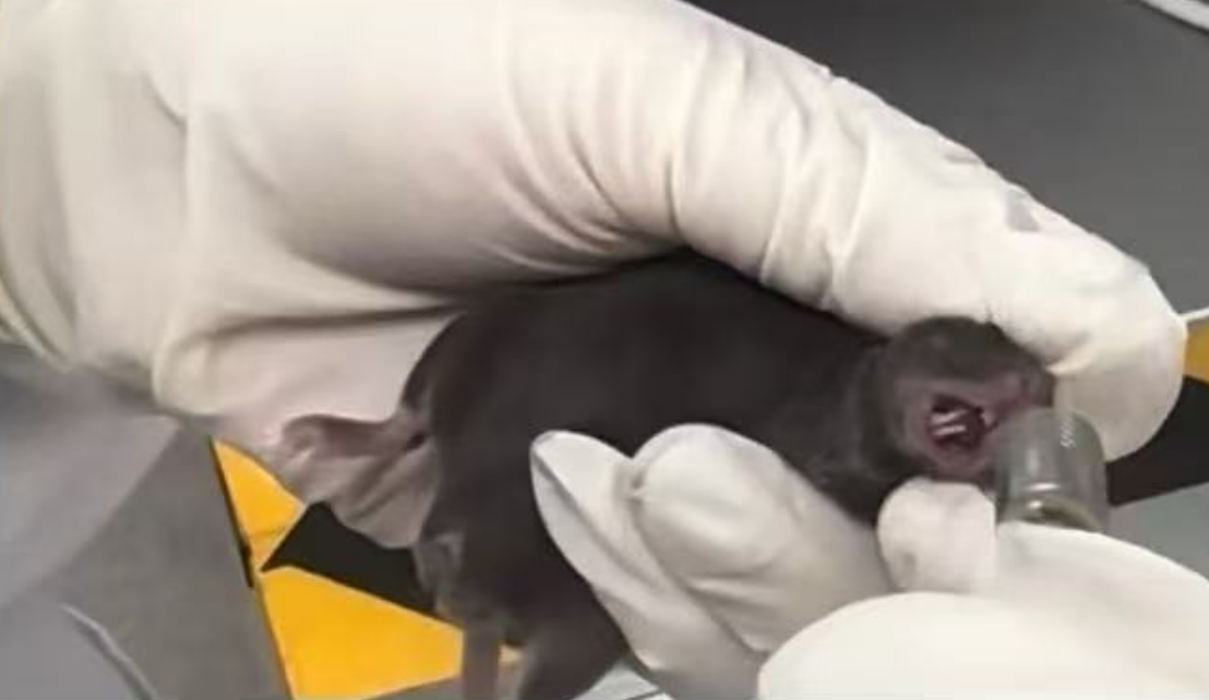 Animal Rodent Restrainer