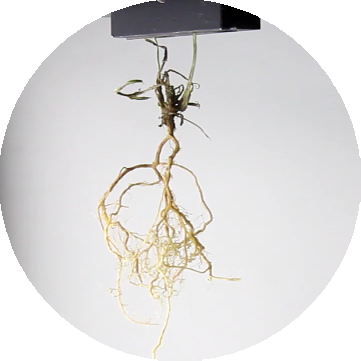 LK-1200 Benchtop root analyze