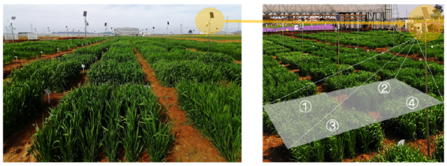 Phenotypic monitoring system for long time-series dynamics of crop phenology