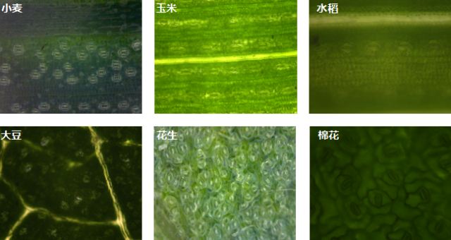 In situ dynamic phenotypic monitoring system for plant stomata