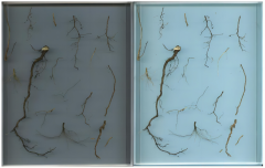 The LK-1910 Dual-Light Source Plant Root Analyzer