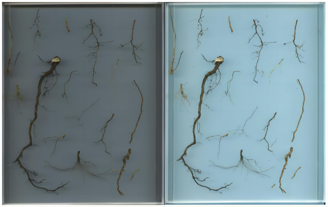 The LK-1910 Dual-Light Source Plant Root Analyzer