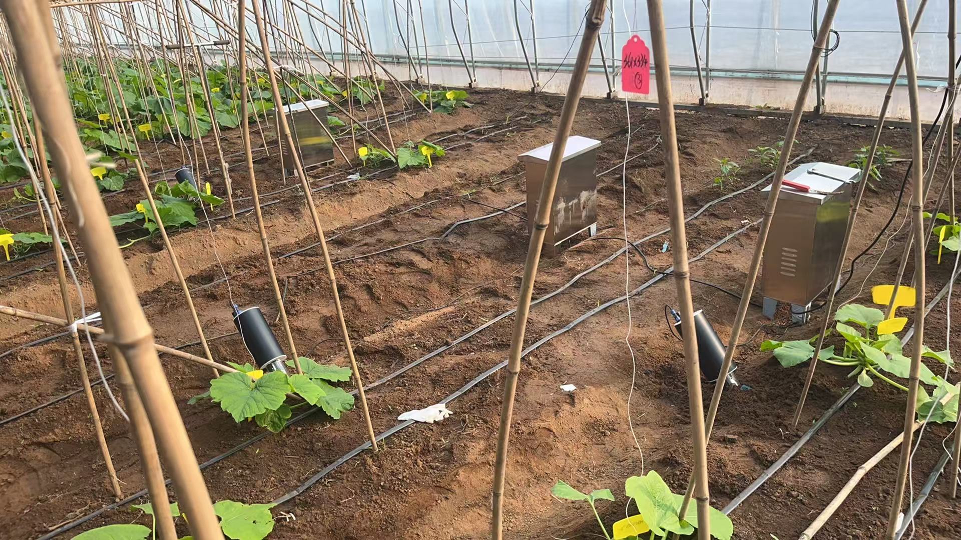 LK-1550 RootEye Fully Automated Root Growth Continuous Monitoring System