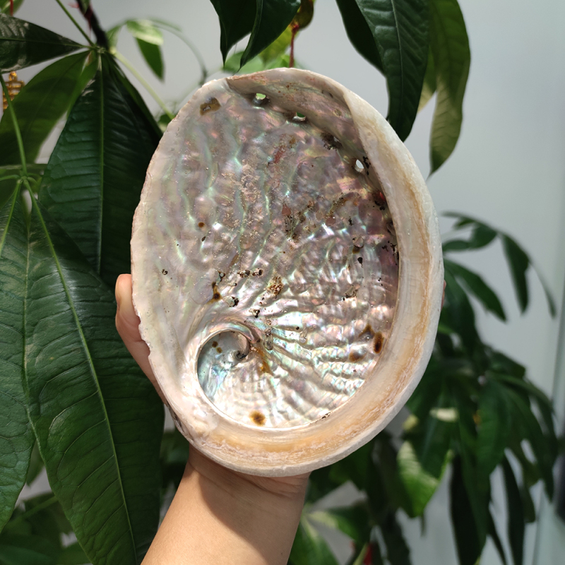 5-5.5 Inch / Larger than 5.5 Inch Australian Black Lip Abalone - Shell Sacred ABALONE Shell Natural and Raw, Ceremonial Smudge Bowl. Sea Spirit Offering