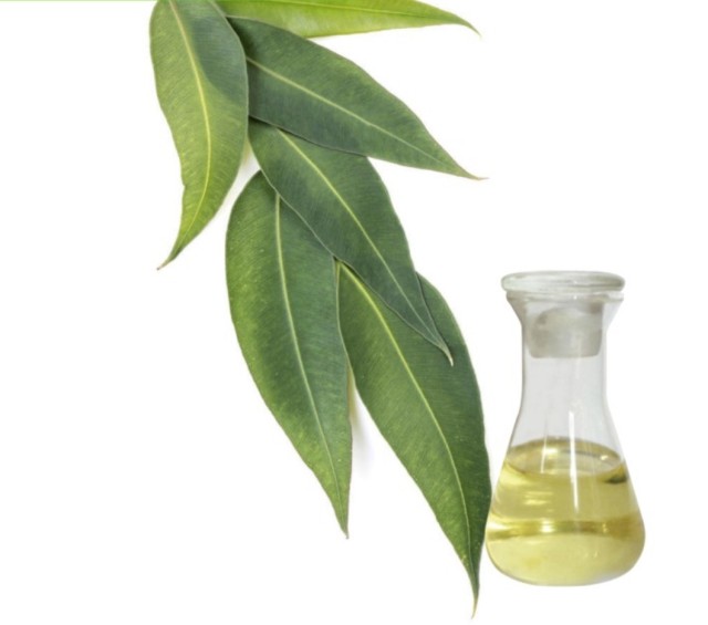 Eucalyptus Leaf Oil