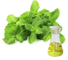 Peppermint Leaf Oil