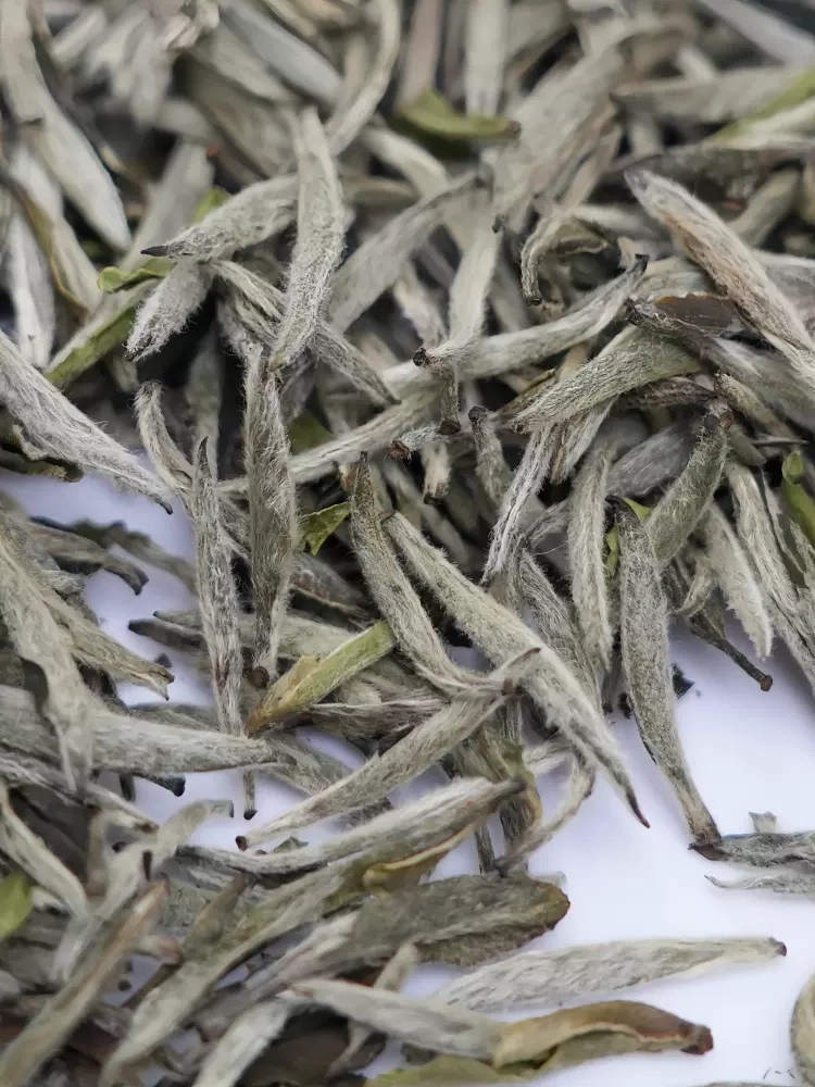 Silver Needle White Tea 500g