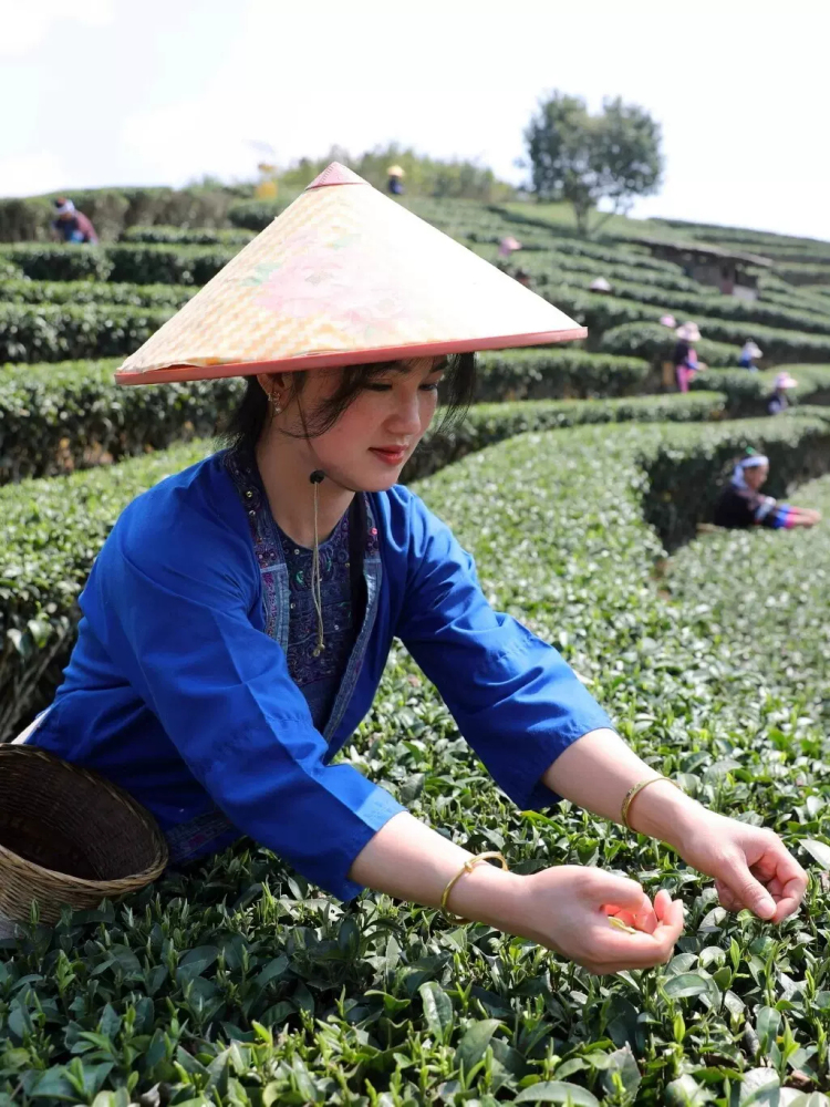 Longjing tea, spring tea, new tea, non-premium strong aroma, Dafo No. 43 green tea