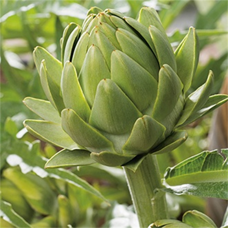 Artichoke Extract