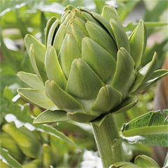 Artichoke Extract