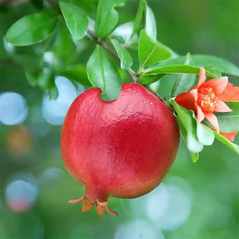 Pomegranate Extract 