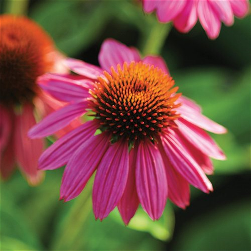 Ehinacea  extract