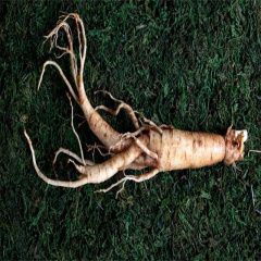 Panax Ginseng extract