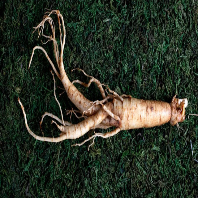 Panax Ginseng extract