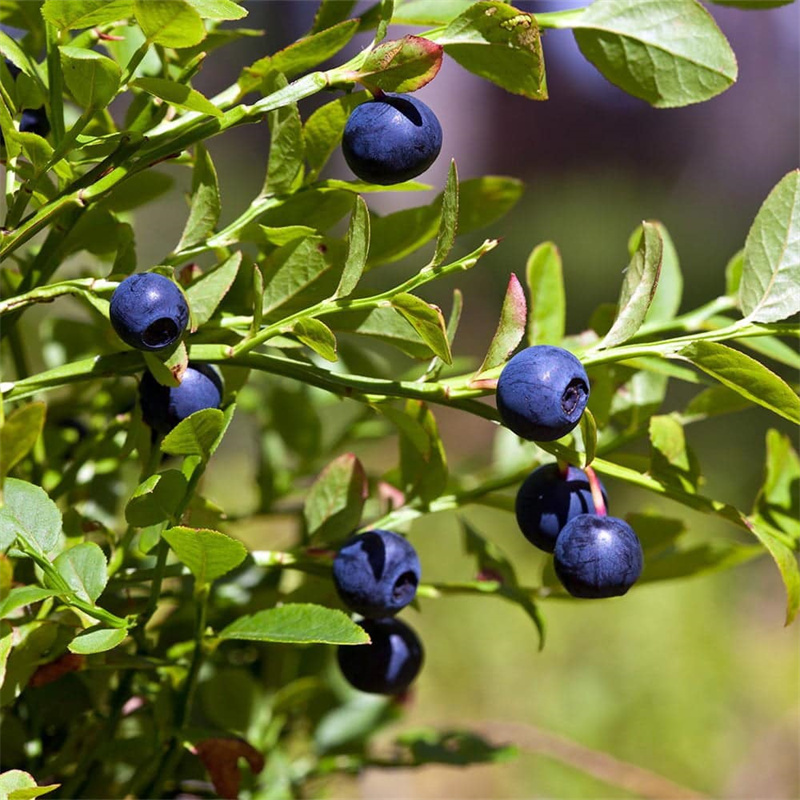 European Bilberry Extract