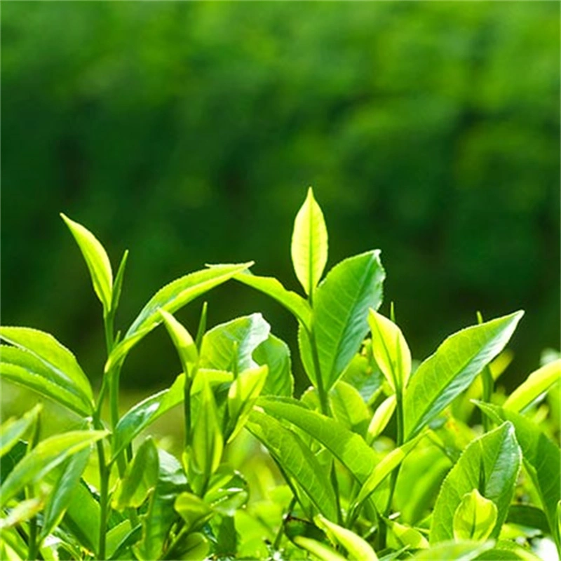 Tea Polyphenols 95%，Catechins 75% ，EGCG45%