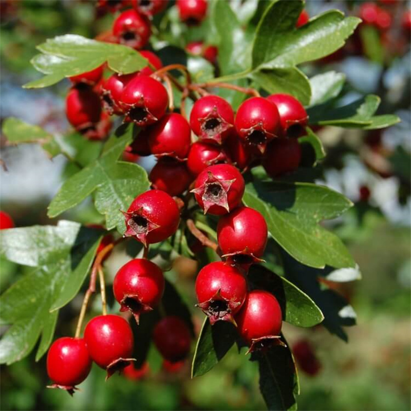 Hawthorn extract