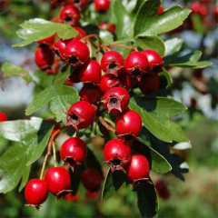Hawthorn extract