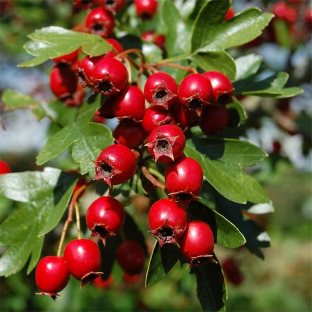 Hawthorn extract