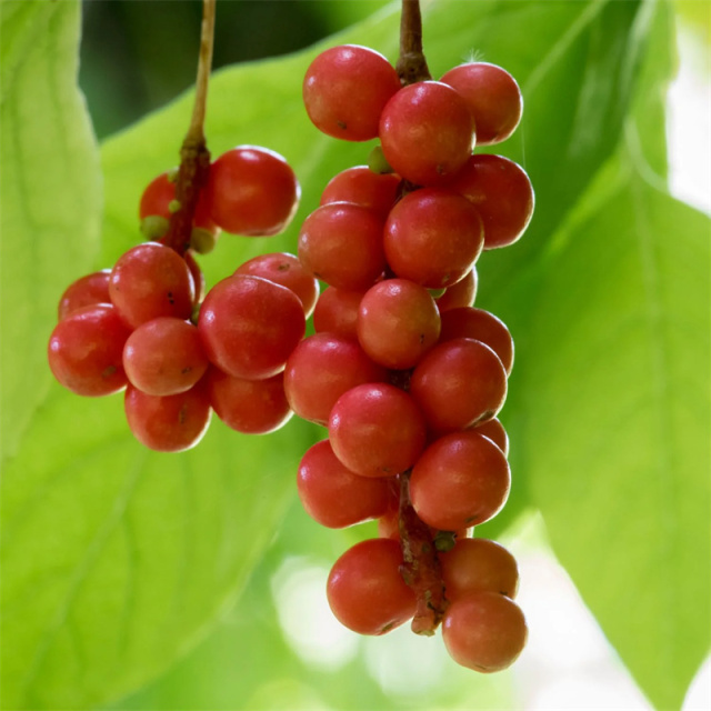 Schisandra  Extract