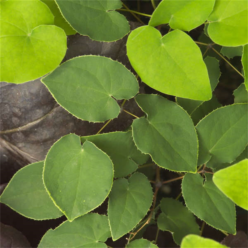 Epimedium Extract