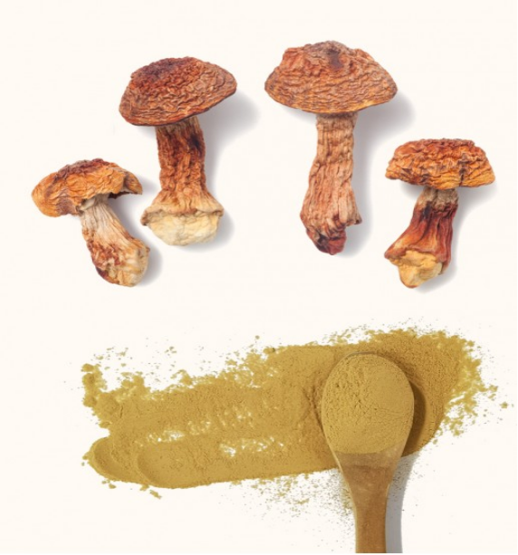 Agaricus  extract