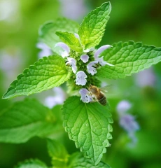Lemon Balm Extract