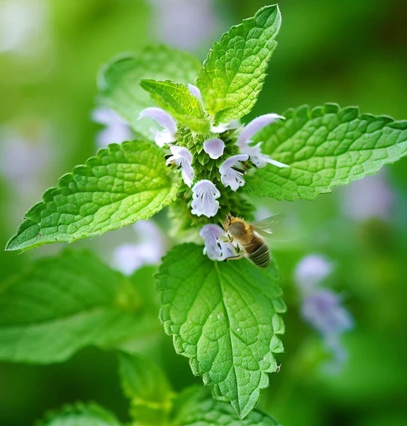 Lemon Balm Extract