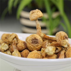 Agaricus  extract