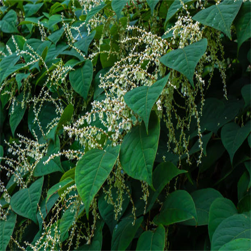 Polygonum Cuspidatum Extract 