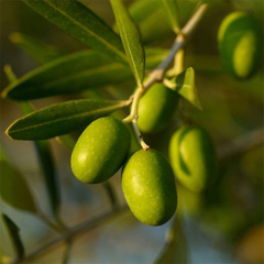  Olive Leaf Extract   