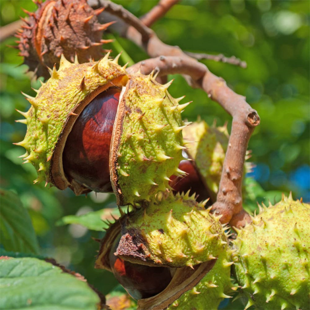  Horse Chestnut Extract