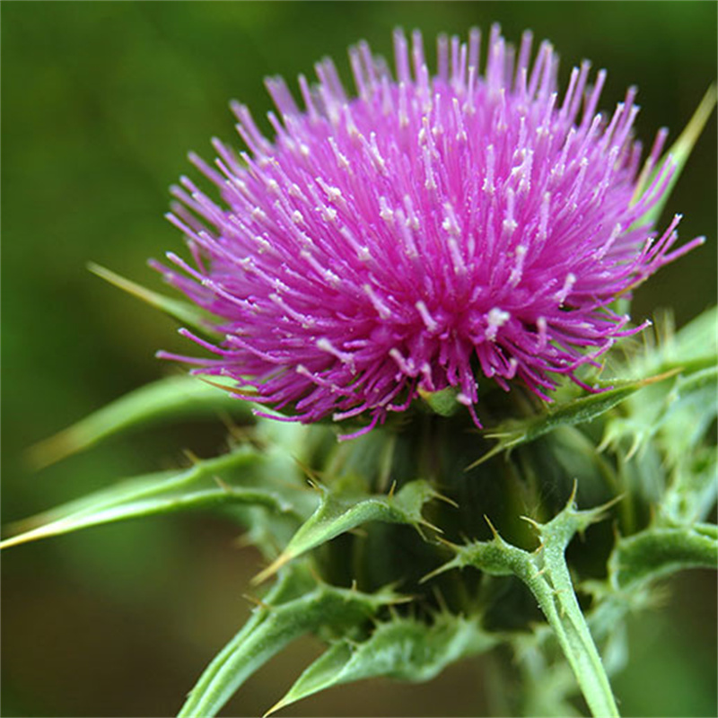 Milk Thistle  Extract