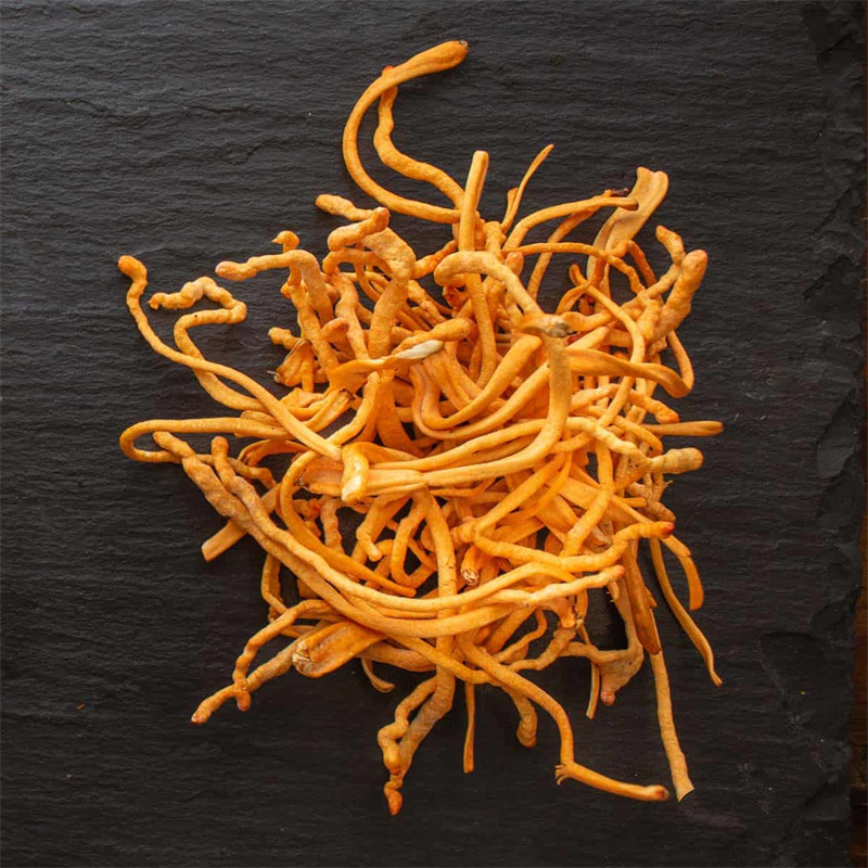Cordyceps extract